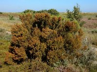 Erica scoparia 2, Bezemdophei, Saxifraga-Ed Stikvoort