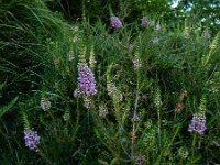 Erica vagans 5, Zwerfhei, Saxifraga-Ed Stikvoort : Poncebos - Cordiñanes de Valdeón s9900