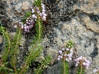 Erica vagans 7, Zwerfhei, Saxifraga-Ed Stikvoort : Poncebos - Cordiñanes de Valdeón s9900