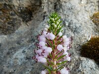 Erica vagans 9, Zwerfhei, Saxifraga-Ed Stikvoort : Poncebos - Cordiñanes de Valdeón s9900
