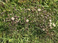 Erigeron acer 12, Scherpe fijnstraal, Saxifraga-Peter Meininger