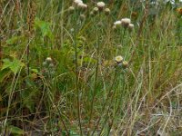 Erigeron acer 17, Scherpe fijnstraal, Saxifraga-Ed Stikvoort