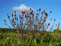 Erigeron acer 20, Scherpe fijnstraal, Saxifraga-Ed Stikvoort