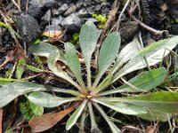 Erigeron acer 50, Scherpe fijnstraal, Saxifraga-Rutger Barendse