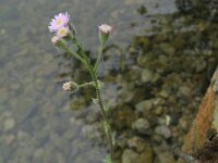 Erigeron acer 9, Scherpe fijnstraal, Saxifraga-Rutger Barendse