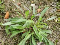 Erigeron acer ssp acer 21, Scherpe fijnstraal, Saxifraga-Rutger Barendse