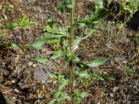 Erigeron acer ssp serotinus 26, Saxifraga-Rutger Barendse