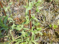 Erigeron acer ssp serotinus 27, Saxifraga-Rutger Barendse