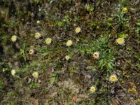 Erigeron acer ssp serotinus 32, Saxifraga-Rutger Barendse
