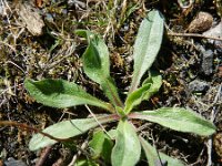 Erigeron acer ssp serotinus 34, Saxifraga-Rutger Barendse