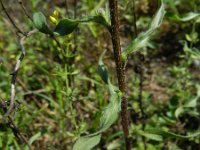 Erigeron acer ssp serotinus 36, Saxifraga-Rutger Barendse