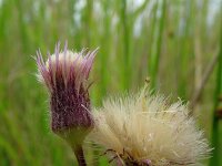 Erigeron acer, Blue Fleabane