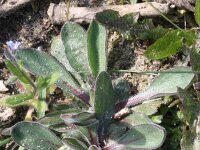Erigeron acris 10, Scherpe fijnstraal, Saxifraga-Rutger Barendse