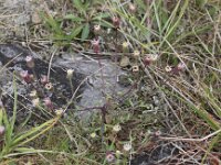 Erigeron acris 11, Scherpe fijnstraal, Saxifraga-Peter Meininger