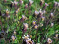 Erigeron acris 13, Scherpe fijnstraal, Saxifraga-Ed Stikvoort
