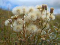 Erigeron acris 14, Scherpe fijnstraal, Saxifraga-Ed Stikvoort