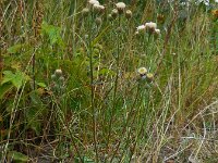 Erigeron acris 17, Scherpe fijnstraal, Saxifraga-Ed Stikvoort