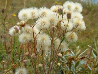 Erigeron acris 18, Scherpe fijnstraal, Saxifraga-Ed Stikvoort