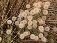 Erigeron acris 3, Scherpe fijnstraal, Saxifraga-Peter Meininger