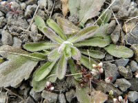 Erigeron acris 46, Scherpe fijnstraal, Saxifraga-Rutger Barendse