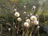 Erigeron acris 48, Scherpe fijnstraal, Saxifraga-Rutger Barendse