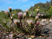 Erigeron acris 58, Scherpe fijnstraal, Saxifraga-Ed Stikvoort