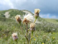 Erigeron acris 60, Scherpe fijnstraal, Saxifraga-Rutger Barendse