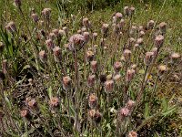 Erigeron acris 61, Scherpe fijnstraal, Saxifraga-Ed Stikvoort