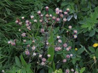 Erigeron acris 8, Scherpe fijnstraal, Saxifraga-Peter Meininger