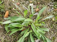 Erigeron acris ssp acris 21, Scherpe fijnstraal, Saxifraga-Rutger Barendse