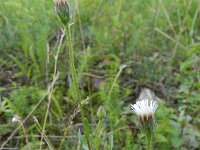 Erigeron acris ssp serotinus 22, Saxifraga-Rutger Barendse