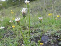 Erigeron acris ssp serotinus 23, Saxifraga-Rutger Barendse