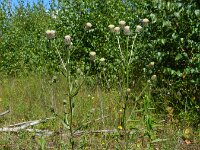 Erigeron acris ssp serotinus 30, Saxifraga-Rutger Barendse