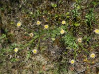Erigeron acris ssp serotinus 31, Saxifraga-Rutger Barendse