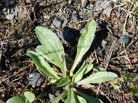 Erigeron acris ssp serotinus 33, Saxifraga-Rutger Barendse