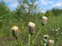 Erigeron acris ssp serotinus 37, Saxifraga-Rutger Barendse