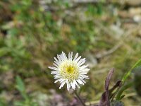 Erigeron acris ssp serotinus 41, Saxifraga-Rutger Barendse