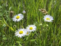 Flowers of Annual fleabane (Erigeron annuus)  (formerly Aster annuus), the annual fleabane, daisy fleabane,[3] or eastern daisy fleabane  Flowers of Annual fleabane (Erigeron annuus) : flowers, flower, Annual fleabane, Erigeron annuus, Aster annuus, daisy fleabane, eastern daisy fleabane, fleabane, vascular plant, plant, botany, wildflower, 5, five, flowering, summer, summertime, nature, natural, beautiful, beauty in nature, outside, outdoor, no people, nobody, lilac, escape, gone wild, flora, floral, outdoors, in flower, in bloom, growth