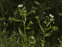 Erigeron annuus ssp annuus 1, Zomerfijnstraal, Saxifraga-Marijke Verhagen