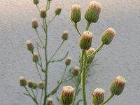 Erigeron bonariensis 14, Gevlamde fijnstraal, Saxifraga-Peter Meininger