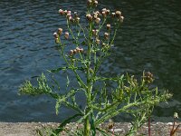 Erigeron bonariensis 17, Gevlamde fijnstraal, Saxifraga-Ed Stikvoort