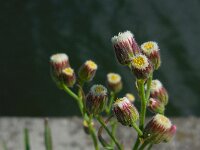 Erigeron bonariensis 19, Gevlamde fijnstraal, Saxifraga-Ed Stikvoort