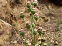 Erigeron bonariensis 20, Gevlamde fijnstraal, Saxifraga-Ed Stikvoort