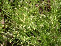 Erigeron bonariensis 23, Gevlamde fijnstraal, Saxifraga-Peter Meininger