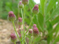 Erigeron bonariensis 5, Gevlamde fijnstraal, Saxifraga-Rutger Barendse