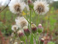 Erigeron bonariensis 7, Gevlamde fijnstraal, Saxifraga-Rutger Barendse