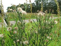 Erigeron bonariensis 9, Gevlamde fijnstraal, Saxifraga-Rutger Barendse