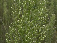Erigeron canadensis 14, Canadese fijnstraal, Saxifraga-Willem van Kruijsbergen