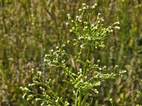 Canadian horseweed (Erigeron canadensis or Conyza canadensis) with flowers and buds  Canadian horseweed (Erigeron canadensis or Conyza canadensis) with flowers and buds : plant, plants, flora, floral, nature, natural, vascular, flower, flowers, flowering, in flower, in bloom, summer, summertime, outside, outdoor, outdoors, no people, nobody, Canadian horseweed, Erigeron canadensis, Conyza canadensis, bud, buds, white, green Canadian fleabane, coltstail, marestail, butterweed