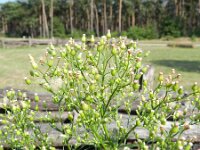 Erigeron canadensis 7, Canadese fijnstraal, Saxifraga-Rutger Barendse